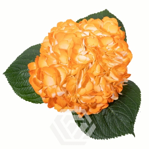 HYDRANGEAS LIGHT SALMON Гортензия