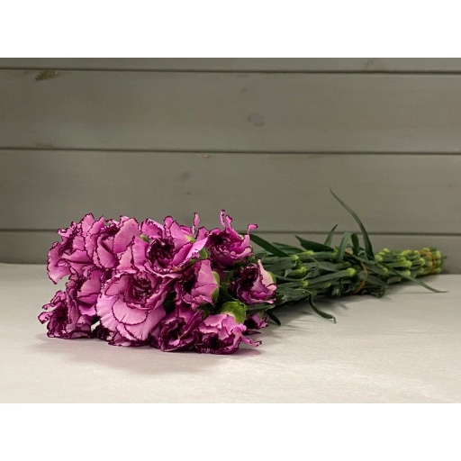 Purple Carnation Гвоздика