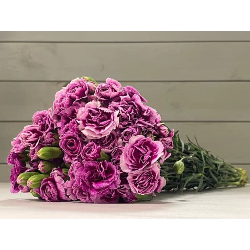 Spray Carnation Bicolor white-purple Гвоздика кустовая