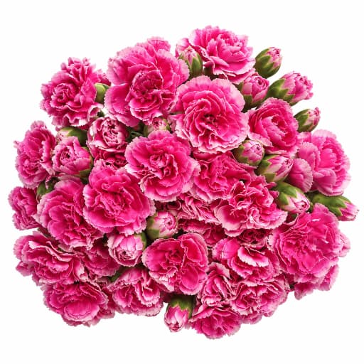 Spray carnation bicolor white-pink Гвоздика кустовая