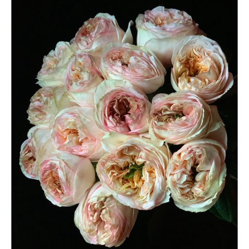 CREAM X- PRESSION Роза одноголовая Эквадор