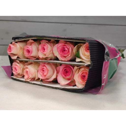 Elsa Роза одноголовая