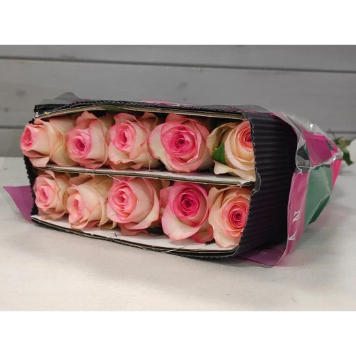 Elsa Роза одноголовая