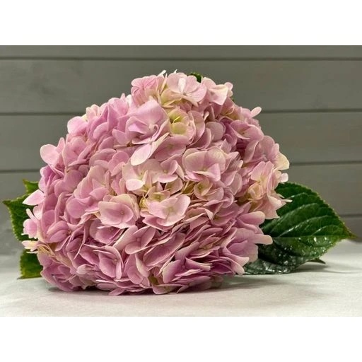 HYDRANGEA PINK Гортензия