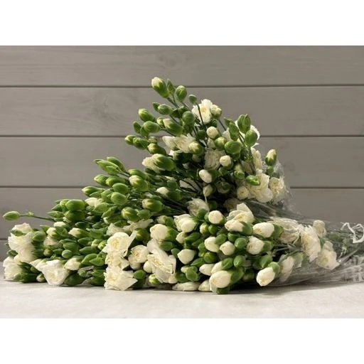 CARN TR WHITE Гвоздика кустовая