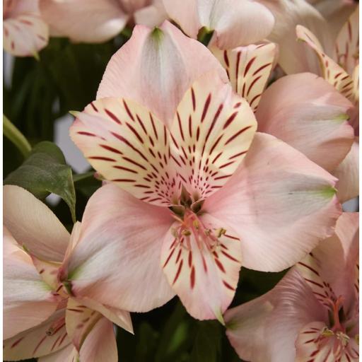 PEACH CANYON Альстромерия