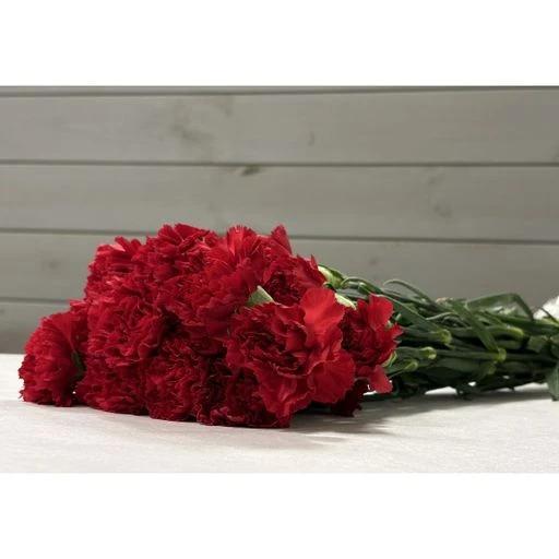 CARN RED Гвоздика