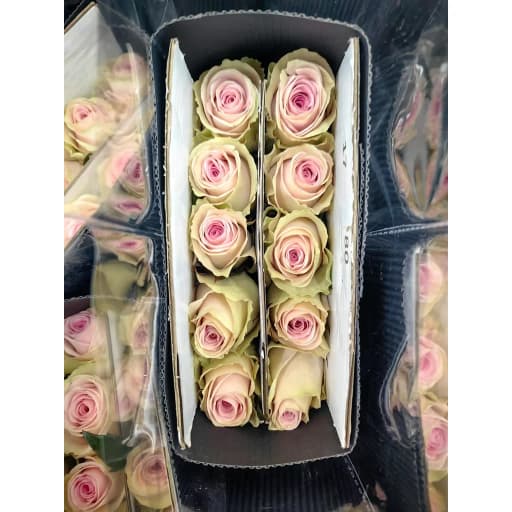 Rose dina Роза одноголовая