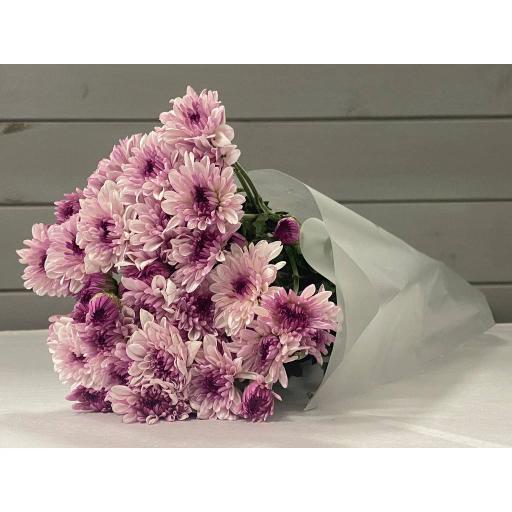 Pink Ternate Хризантема кустовая
