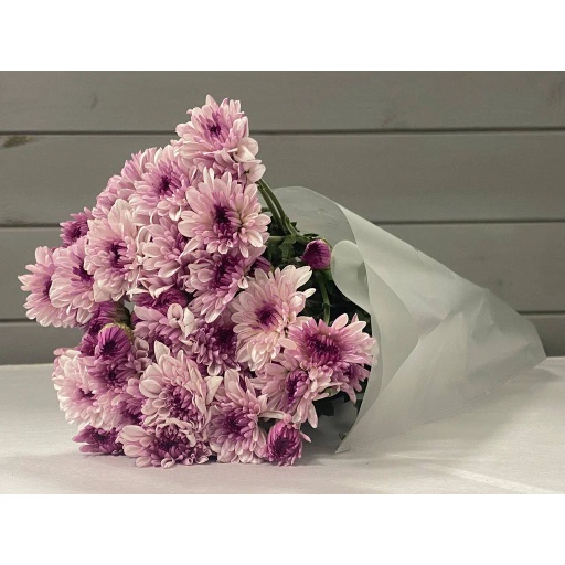 Pink Ternate Хризантема кустовая