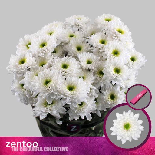 Chrys sp commander Хризантема кустовая