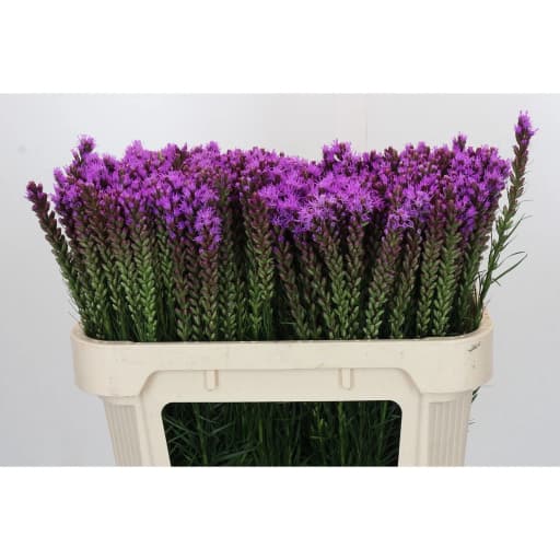 Liatris callilepis Лиатрис