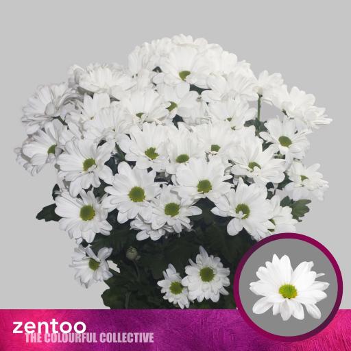 Chrys sp kennedy Хризантема кустовая