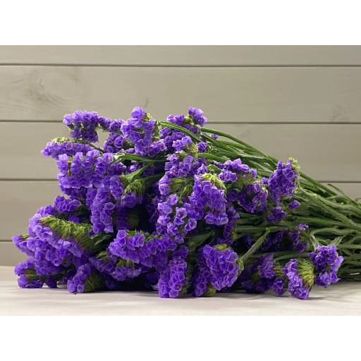 Blue Статица