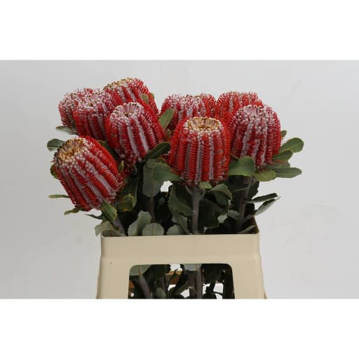 Banksia coccinea Банксия