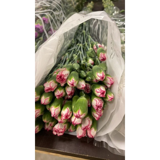 CARN TR 2 Гвоздика кустовая