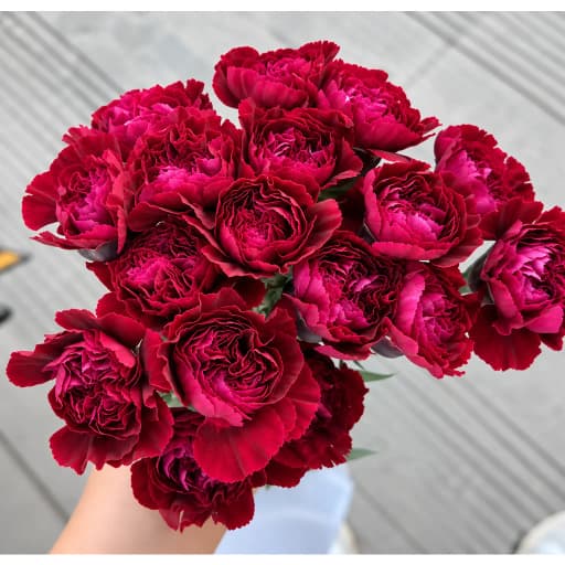 Carnation red silk Гвоздика