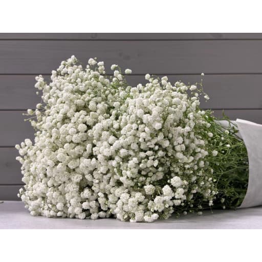 White Гипсофила