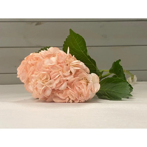 HYDRANGEAS LIGHT SALMON Гортензия