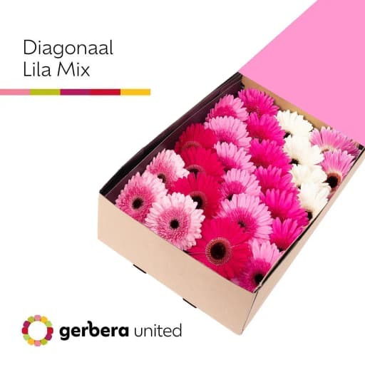 Gerbera mix lilac Гербера