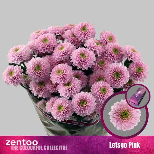 Chrys sp letsgo pink Хризантема кустовая