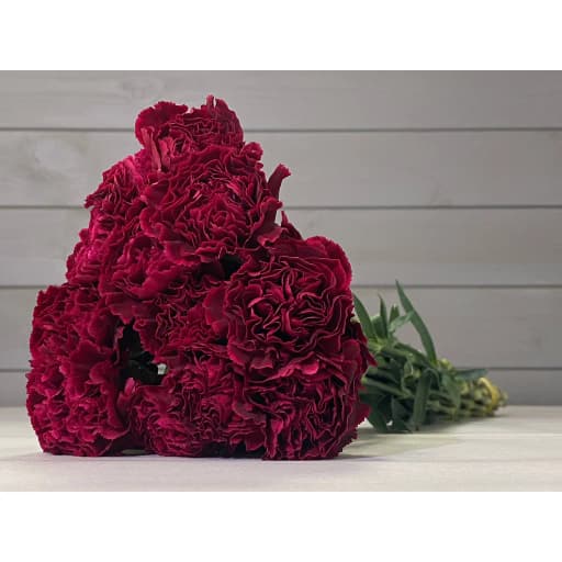 Carnation red silk Гвоздика