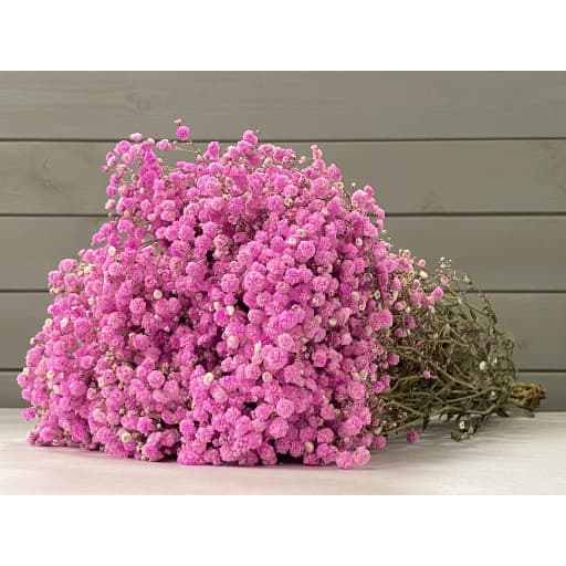 Pink Гипсофила