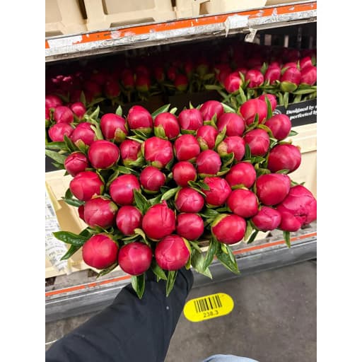 Paeonia belgravia Пион