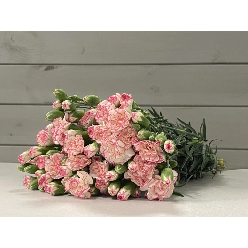 Splash Гвоздика кустовая