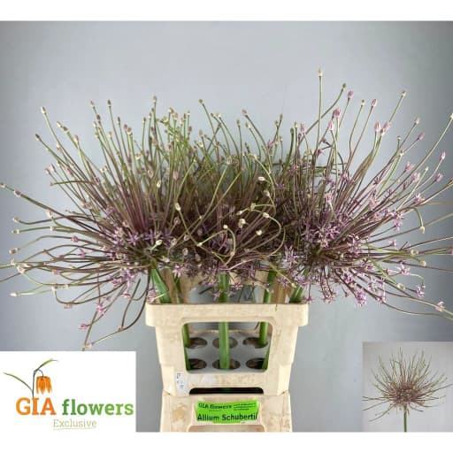 Allium schubertii Аллиум