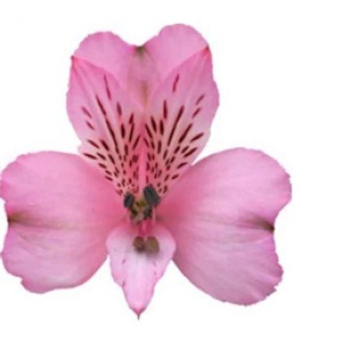 PINK DEBBY Альстромерия