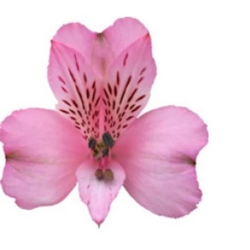 PINK DEBBY Альстромерия