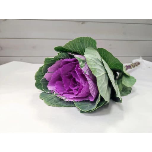 Brassica purple Брассика
