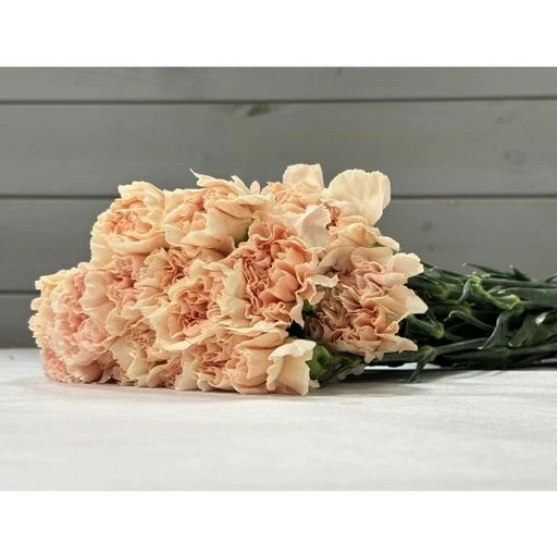 CARN NOVIA Гвоздика