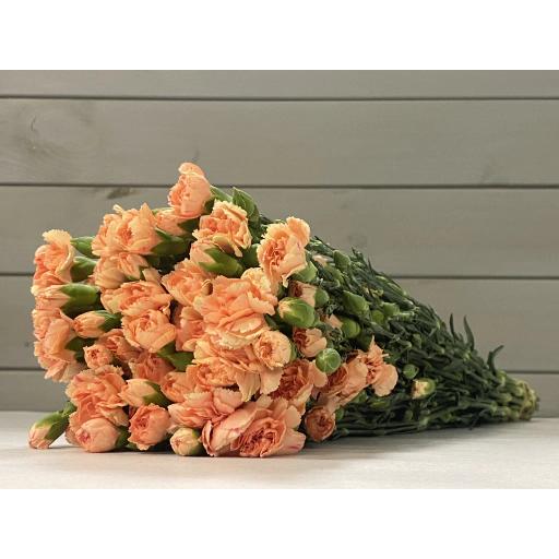 Peach Гвоздика кустовая