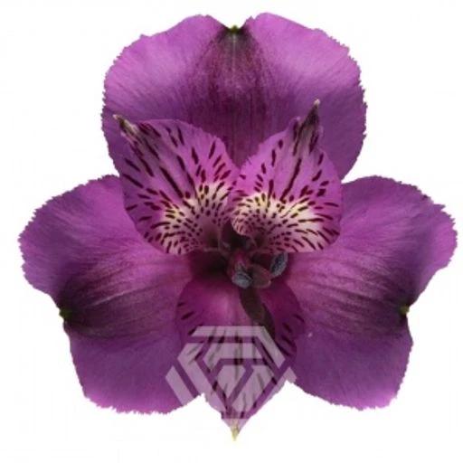 PURPLE AARON Альстромерия