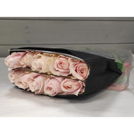 Clarence+ Роза одноголовая