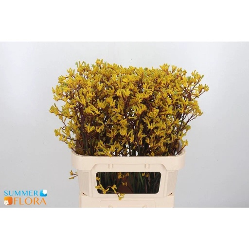 Anigozanthos yellow mix Анигозантос