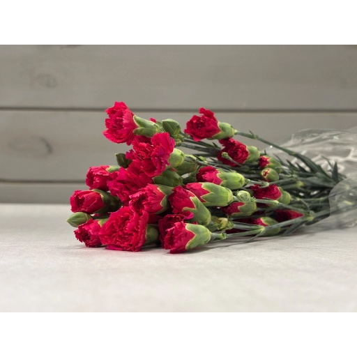 CARN TR PIGEON Гвоздика кустовая