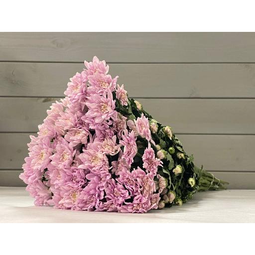 Fiana Rosy Хризантема кустовая