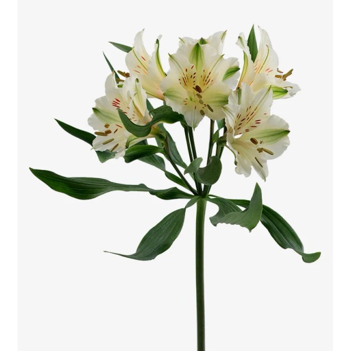 WHITE WINTERFELL Альстромерия