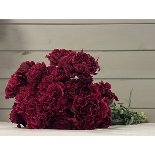 Carnation hot pink Гвоздика
