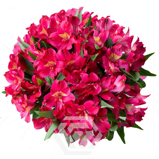 RED TESTAROSSA Альстромерия