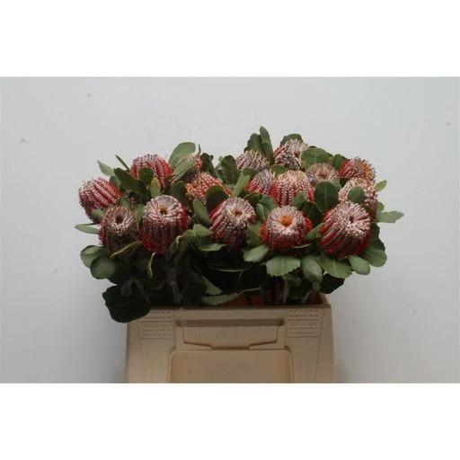 Banksia coccinea Банксия