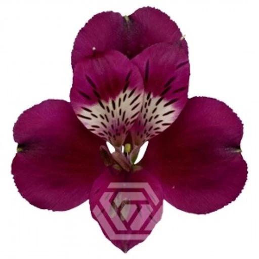 PURPLE POMPEII Альстромерия