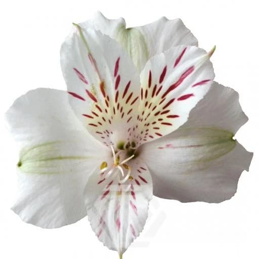 WHITE HIMALAYA Альстромерия