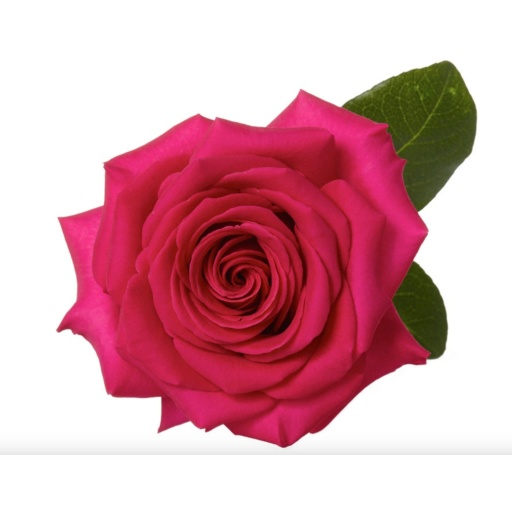 PINK FLOYD Роза одноголовая Эквадор