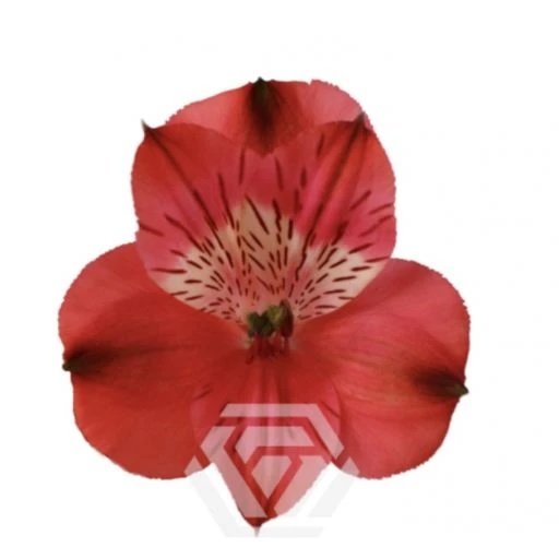 RED BAHIA Альстромерия