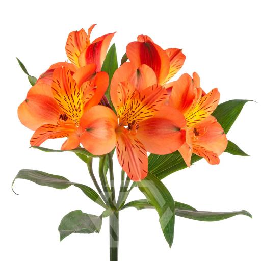 ORANGE PARTY Альстромерия