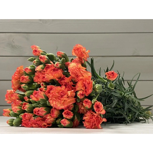 Lava Гвоздика кустовая